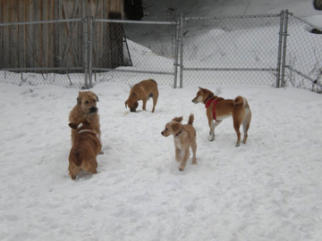 Violet, Fondue, Zeke, Rawley & Axel